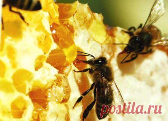 Лечение заболеваний человека пчелами | Народная медицина