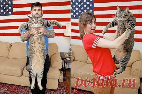 Огромный котяра попал в хорошие руки