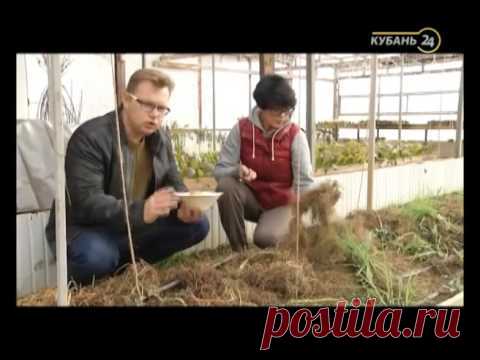 Сельские истории с Сергеем Курочкиным(60 видео)