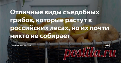 Отличные виды съедобных грибов, которые растут в российских лесах, но их почти никто не собирает  Всем здравия и продолжения грибного сезона! Хотя, как ни грустно это звучит, каждый новый день неумолимо приближает его окончание.... Нисколько не претендуя на роль единственного автора, который что-то толковое пишет про грибы на дзене, имею честь предложить вам сегодня не фоторепортаж из леса, а рассказ о тех представителях грибного Царства, которые почти никто не собирает. Н...