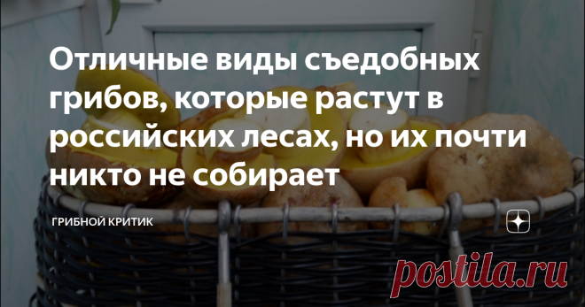 Отличные виды съедобных грибов, которые растут в российских лесах, но их почти никто не собирает  Всем здравия и продолжения грибного сезона! Хотя, как ни грустно это звучит, каждый новый день неумолимо приближает его окончание.... Нисколько не претендуя на роль единственного автора, который что-то толковое пишет про грибы на дзене, имею честь предложить вам сегодня не фоторепортаж из леса, а рассказ о тех представителях грибного Царства, которые почти никто не собирает. Н...