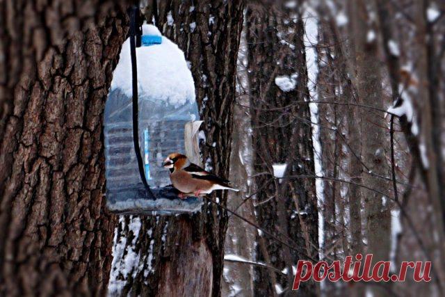 Чем можно и нельзя кормить птиц зимой? Продукты с нашего стола. Фото — Ботаничка.ru