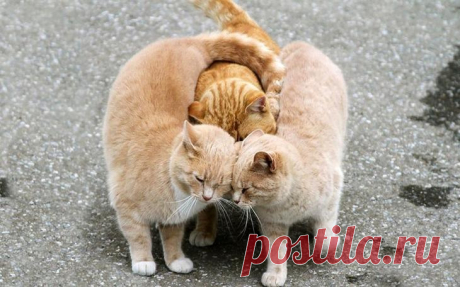 Ну очень влюбленные животные