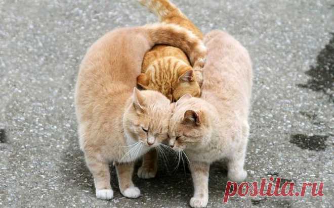 Ну очень влюбленные животные