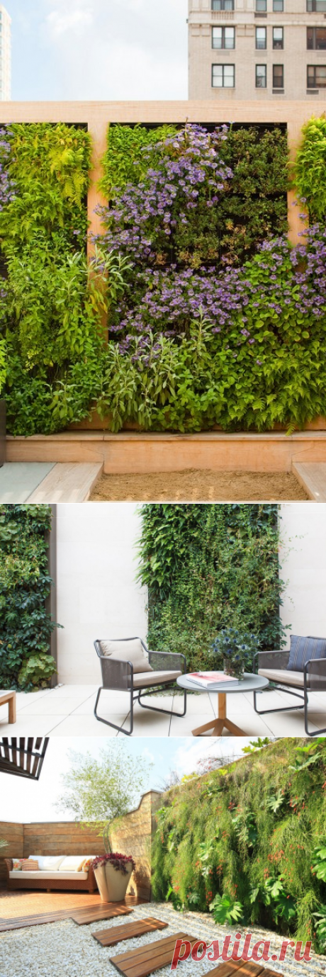 «Дышащие» стены: вертикальное озеленение, как способ декорирования и повышения экологичности — Дом и Сад