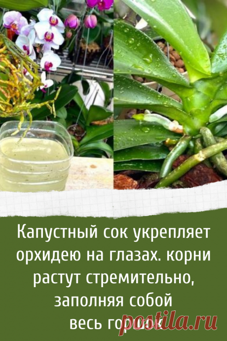 Капустный сок укрепляет орхидею на глазах. корни растут стремительно, заполняя собой весь горшок￼
