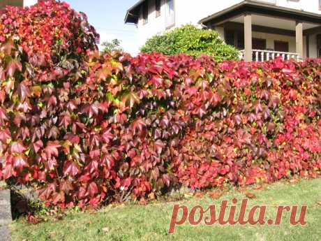 Выбор вьющихся цветов или чем «заплести» забор?