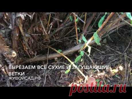 Обрезка жимолости