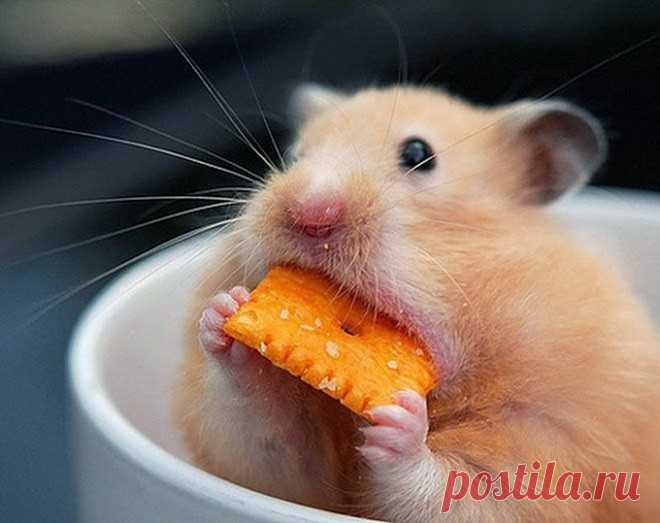 Если бы у жадности было лицо)