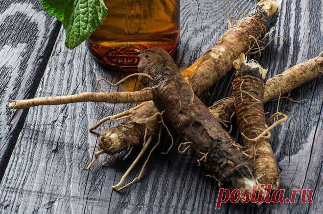 Чай из корня лопуха: под нашими ногами целое богатство для очистки крови, кожи и лимфы - HeadInsider