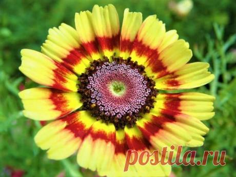 Что посеять один раз и на года! Топ - 20. Неприхотливые, каждый год красиво цветут все лето | GardenLife | Яндекс Дзен