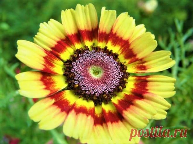 Что посеять один раз и на года! Топ - 20. Неприхотливые, каждый год красиво цветут все лето | GardenLife | Яндекс Дзен