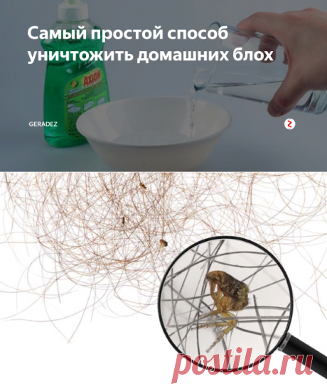 Самый простой способ уничтожить домашних блох | GERADEZ | Яндекс Дзен