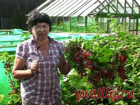 Красная и белая смородина: особенности выращивания и ухода, сорта