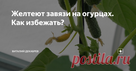 Желтеют завязи на огурцах. Как избежать? Уверен, что многие сталкиваются с проблемой пожелтения завязей на огурцах и причин, как всегда, может быть несколько. 1. Первая причина – жара. Особенно это актуально сейчас для многих регионов России. В моем регионе уже месяц стоит жара, в тени днем 35 градусов, можно только представить какая температура воздуха на солнце, а в теплицах температура может доходить и до 70 градусов. При такой температуре огурцы включают процессы самос...