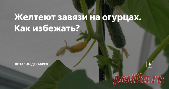 Желтеют завязи на огурцах. Как избежать? Уверен, что многие сталкиваются с проблемой пожелтения завязей на огурцах и причин, как всегда, может быть несколько. 1. Первая причина – жара. Особенно это актуально сейчас для многих регионов России. В моем регионе уже месяц стоит жара, в тени днем 35 градусов, можно только представить какая температура воздуха на солнце, а в теплицах температура может доходить и до 70 градусов. При такой температуре огурцы включают процессы самос...
