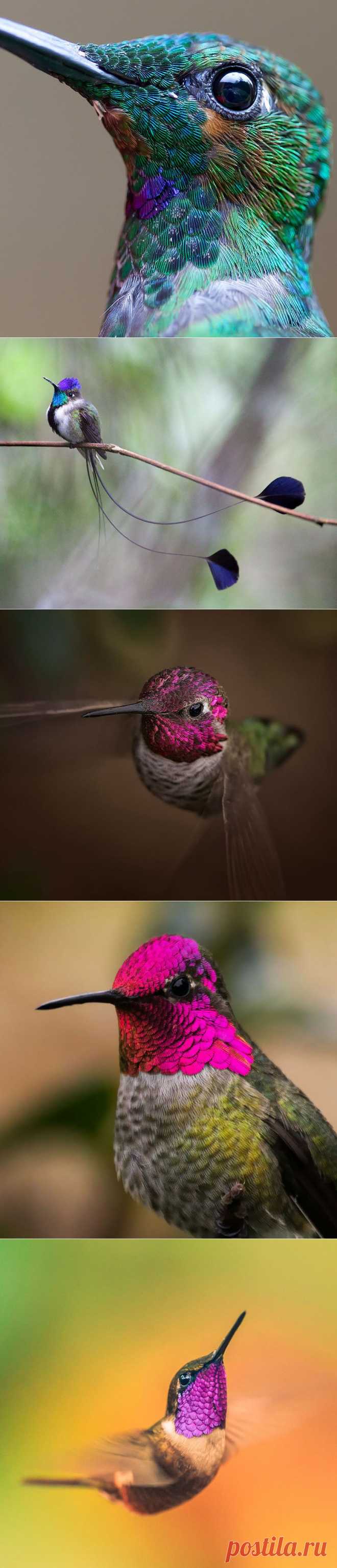 ФотоТелеграф  ; Колибри крупным планом