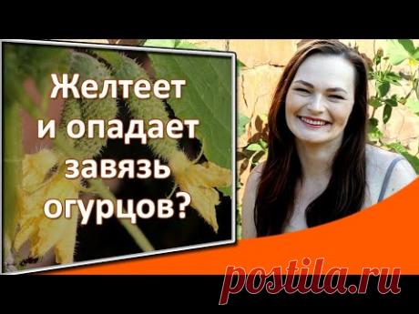Желтеет и опадает завязь огурцов? Действуйте правильно!