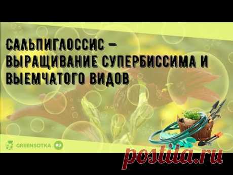 Сальпиглоссис — выращивание супербиссима и выемчатого видов