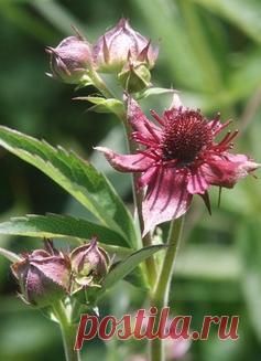 Сабельник - русский женьшень