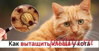 Чтобы вытащить клеща у любимой кошечки, она использовала этот трюк. Всего-то нужно... С наименьшим вредом для питомца.