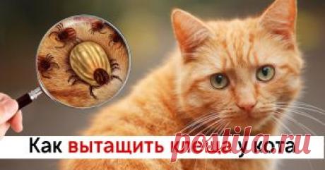 Чтобы вытащить клеща у любимой кошечки, она использовала этот трюк. Всего-то нужно... С наименьшим вредом для питомца.