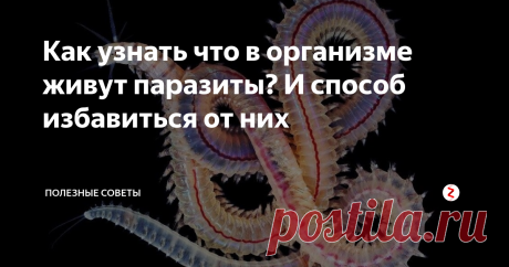 Как узнать что в организме живут паразиты? И способ избавиться от них Если у Вас есть хотя бы несколько из этих симптомов, то необходимо обратиться к специалисту за обследованием:
Регулярная диарея или наоборот потеря стула (запор)
На коже появляются различные высыпания в виде пятен, шишек