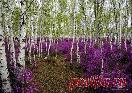 весна на Амуре
Николай Лысак

Багульник. пос. Песчанка, Забайкальский край (Рододендрон даурский (лат. Rhododendron dauricum)
