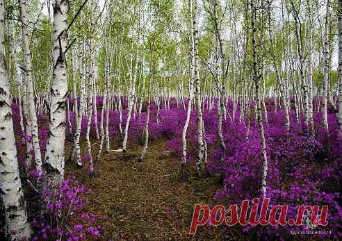 весна на Амуре
Николай Лысак

Багульник. пос. Песчанка, Забайкальский край (Рододендрон даурский (лат. Rhododendron dauricum)