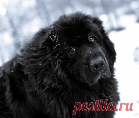 10 самых дружелюбных пород собак
