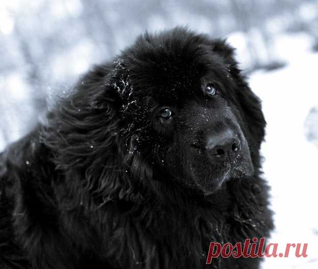 10 самых дружелюбных пород собак