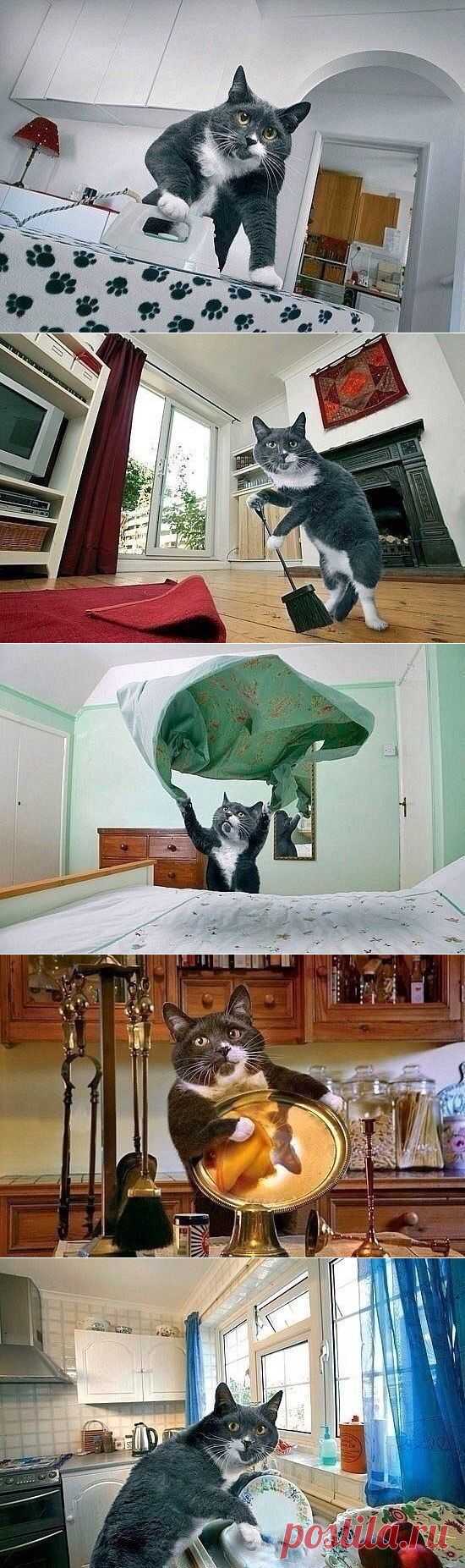 Мне срочно нужен этот кот)))