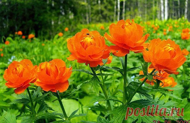 И волшебнее цветка на свете нет,
Излучают они нежности привет
Дорогого сердцу края, хоть суров,
А роднее его нет, как и цветов