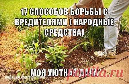 17 СПОСОБОВ БОРЬБЫ С ВРЕДИТЕЛЯМИ ( народные средства)