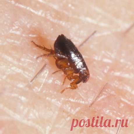 Почему блохи кусают человека и как с ними бороться?