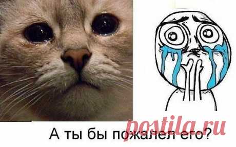 .Животные - самые беззащитные жители нашей планеты. Они заслуживают заботу и сострадание гораздо больше, чем многие из людей.