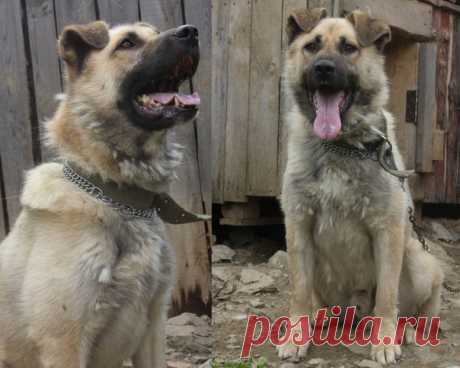 Елена Гурто https://vk.com/id366096659 
Ищет дом замечательный пес ХАФИФ 

В начале апреля был найден на улице одинокий голодный уставший пёс. Сам пошёл в руки, контактный, умный, красивый. Назвали  ХАФИФ  Хозяев искали- не нашли. Молодой (года полтора-два), энергичный, веселый, обаятельный! 
Отдается под содержание в вольере в коттедж (частный дом). Возможен вариант "будка и блок-цепь". Пес контактный, знает ошейник и поводок, с удовольствием гуляет на поводке с человеком...