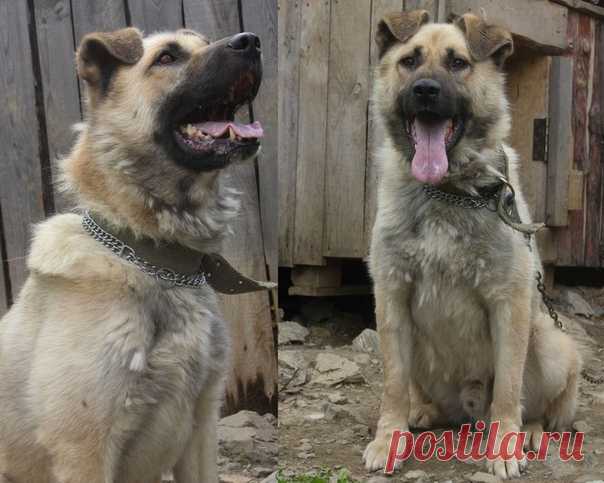 Елена Гурто https://vk.com/id366096659 
Ищет дом замечательный пес ХАФИФ 

В начале апреля был найден на улице одинокий голодный уставший пёс. Сам пошёл в руки, контактный, умный, красивый. Назвали  ХАФИФ  Хозяев искали- не нашли. Молодой (года полтора-два), энергичный, веселый, обаятельный! 
Отдается под содержание в вольере в коттедж (частный дом). Возможен вариант 