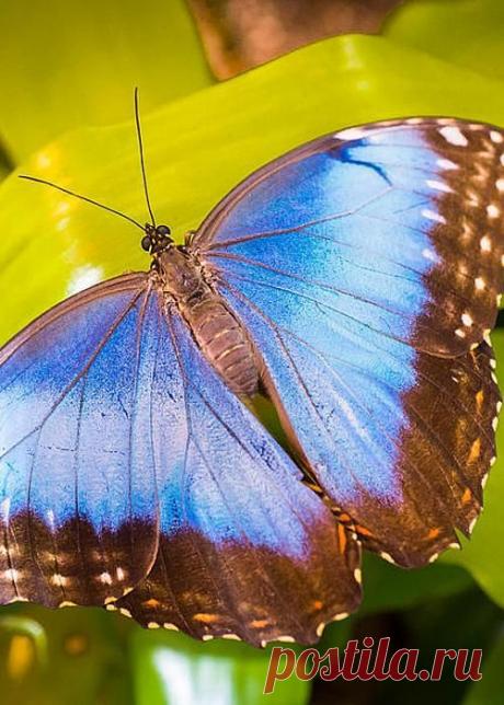 Common Blue Morpho by Bill Pevlor