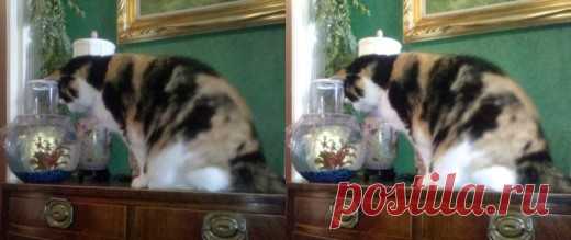 12 советов, как улучшить качество фотосъемки со смартфона - Лайфхакер