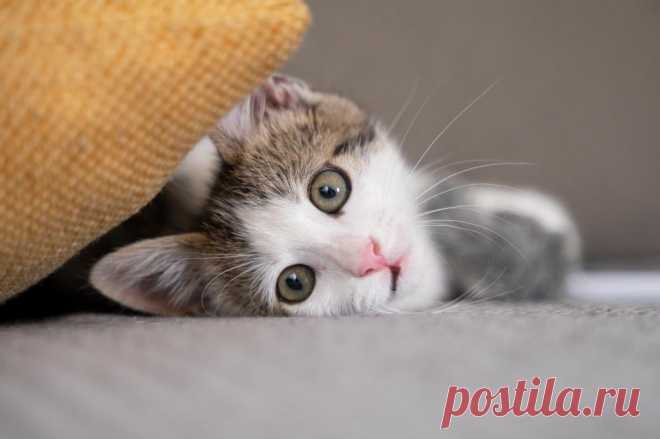 Когда новорожденные котята открывают глаза?
В России кошки являются одними из самых популярных домашних животных, и многие владельцы берут их домой ещё котятами. Наши ветеринары рассказывают, когда у котят открываются глаза и дают рекомендации по уходу за маленьким питомцем.
Изображение от freepik