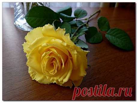 nata-cygan — «Ещё одна роза» на Яндекс.Фотках