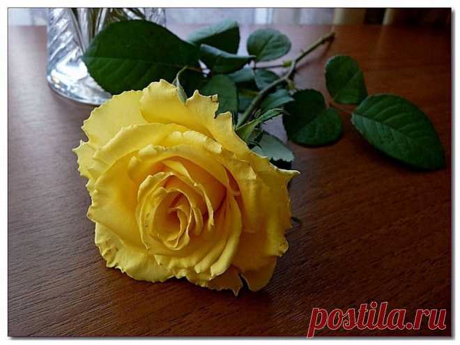 nata-cygan — «Ещё одна роза» на Яндекс.Фотках