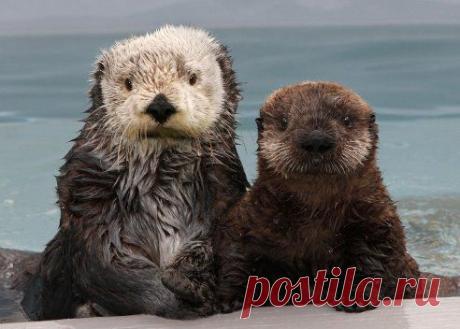 Семейка выдр