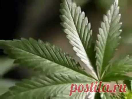 Лекарство из конопли. | Советы Народной Мудрости