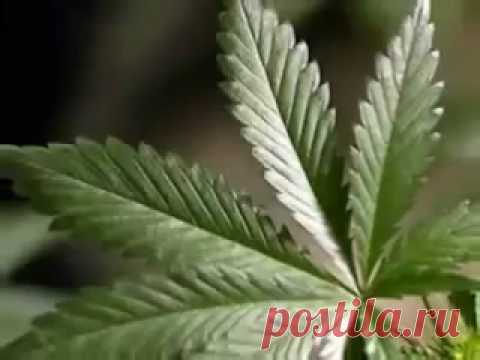 Лекарство из конопли. | Советы Народной Мудрости