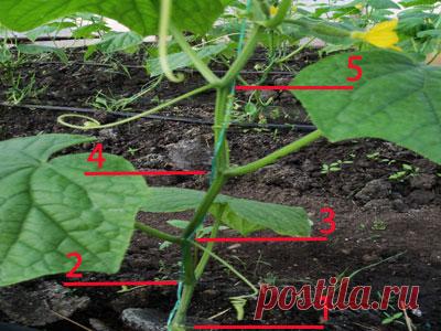 МОЯ ТЕПЛИЦА Формирование куста огурца