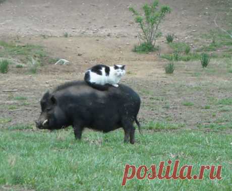 funny-animals-who-dont-give-a-damn-105-58e49d0d86fa9__700.jpg (700×576)