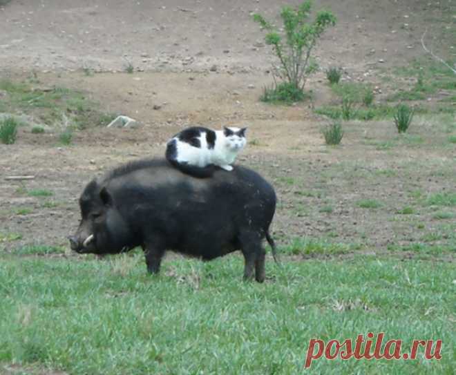 funny-animals-who-dont-give-a-damn-105-58e49d0d86fa9__700.jpg (700×576)