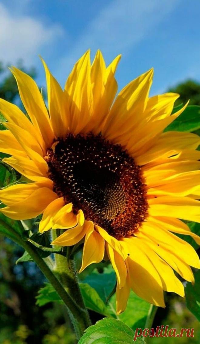 Пин на доске яПОДСОЛНУХ